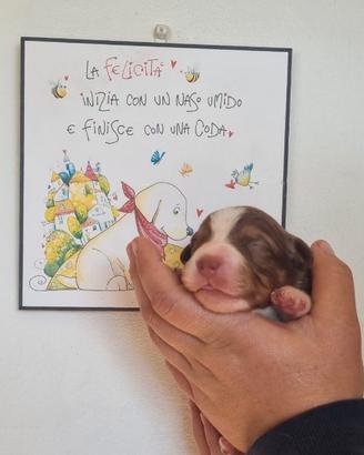 Australian Shepherd RED TRICOLOR