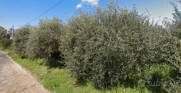 Piccolo terreno con oliveto nei pressi del mare