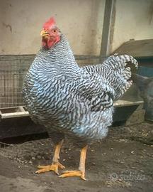 Galli Amrock e Australorp