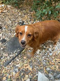 Lia cane taglia media piccola 3 anni
