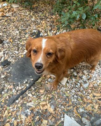 Lia cane taglia media piccola 3 anni