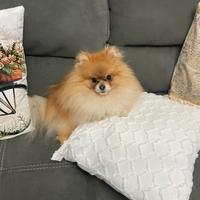 Spitz tedesco maschio nano