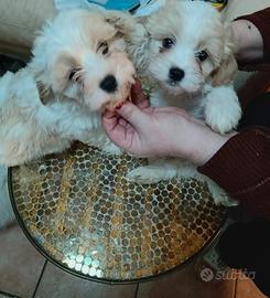 Cuccioli di cavatese