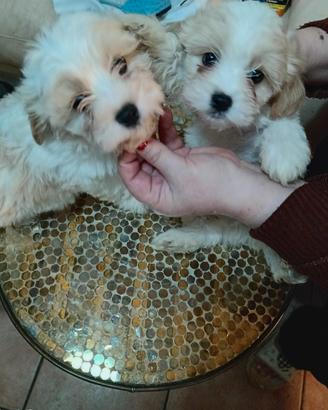 Cuccioli di cavatese