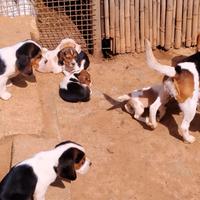 Cuccioli di beagle