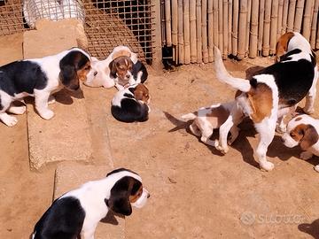 Cuccioli di beagle