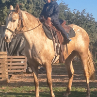 Cavalla appalosa gravida