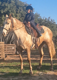 Cavalla appalosa gravida