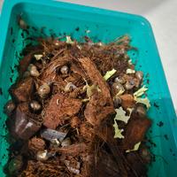 Achatina Reticulata - Giovani esemplari disponibil