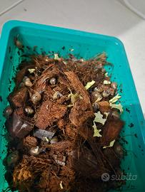 Achatina Reticulata - Giovani esemplari disponibil
