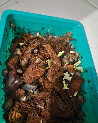 Achatina Reticulata - Giovani esemplari disponibil