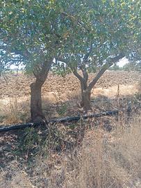 alberi di ulivo
