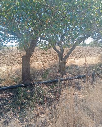 alberi di ulivo