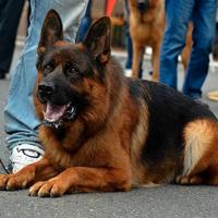 Cuccioli di pastore tedesco selezionati