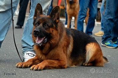 Cuccioli di pastore tedesco selezionati