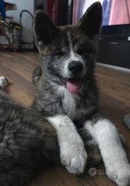 cucciola akita inu