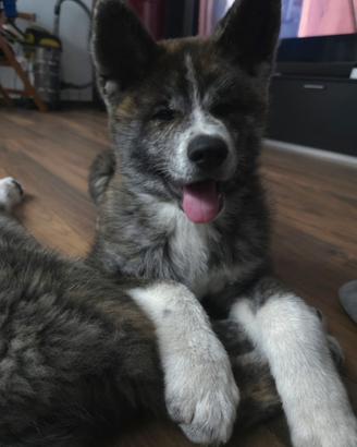 cucciola akita inu