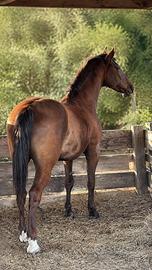 Cavallo PRE