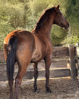 Cavallo PRE