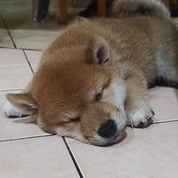 Cuccioli di shiba inu con pedigree originali