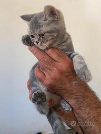 cucciola brithis longher
