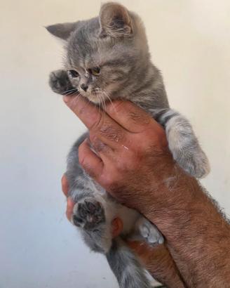 cucciola brithis longher