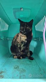 Kayla gattina 5/6 mesi