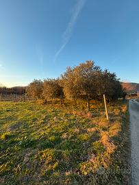 Terreno agricolo a Torreano di Cividale