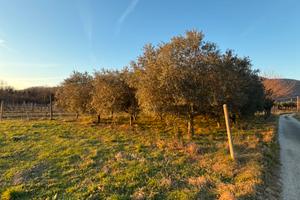 Terreno agricolo a Torreano di Cividale