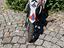 Immagine 4