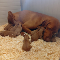 Cuccioli bracco ungherese