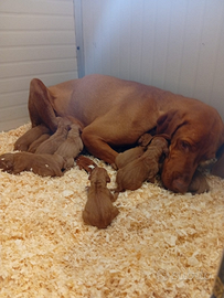 Cuccioli bracco ungherese