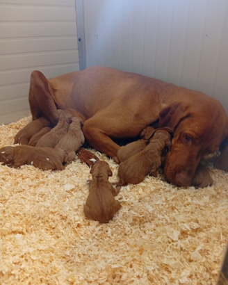 Cuccioli bracco ungherese