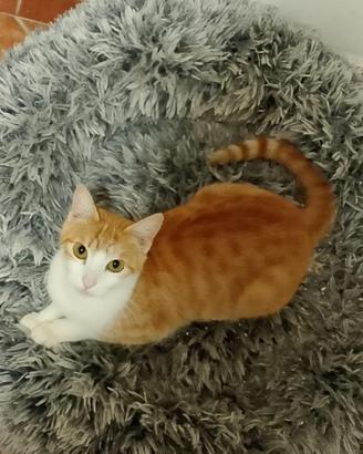 Bambolina gatta 2 anni