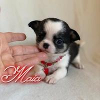 Chihuahua femmina con pedigree enci