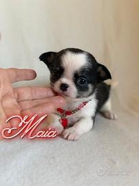 Chihuahua femmina con pedigree enci