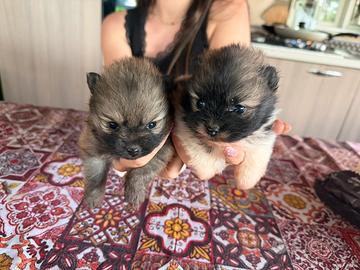 Spitz di Pomerania toy