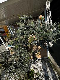 Olivo bonsai