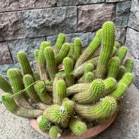 Talee cactus striscianti