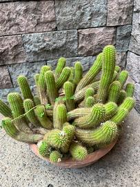 Talee cactus striscianti