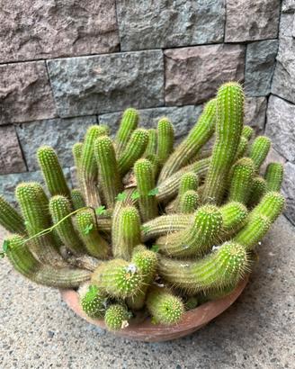 Talee cactus striscianti