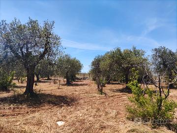 Terreno agricolo località Acquaviva - Casamassima