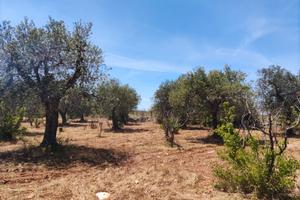 Terreno agricolo località Acquaviva - Casamassima