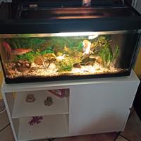 Acquario più mobile