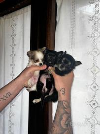 Cuccioli di chiuhuahua