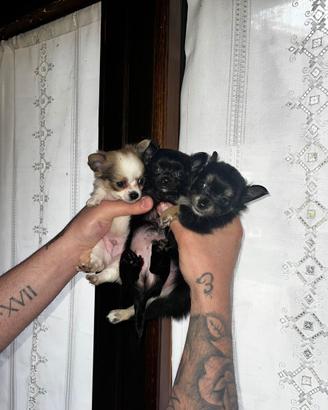 Cuccioli di chiuhuahua