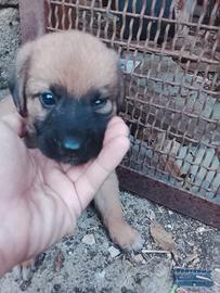 Cuccioli Pastore Belga