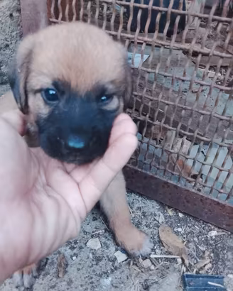 Cuccioli Pastore Belga
