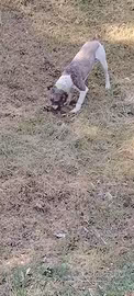 Cane da tartufo