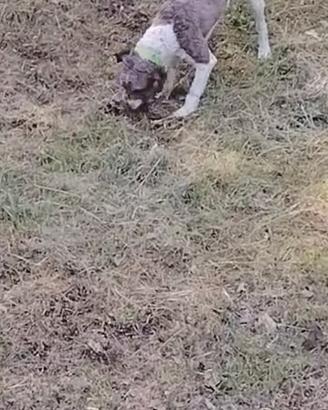 Cane da tartufo